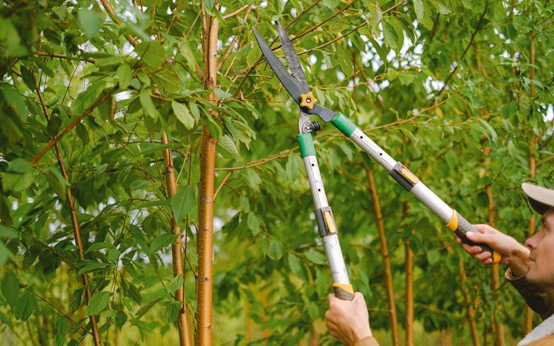 Tree trimming in Tygh Valley, OR